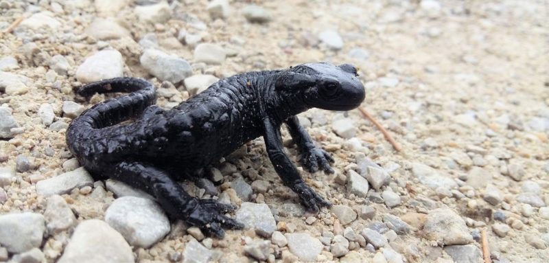 Alpensalamander 2 Alpensalamander